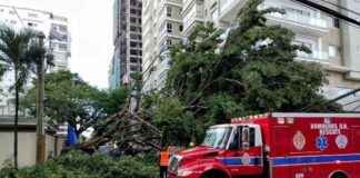 Operativos para retirar árbol caído en calle El Retiro operativos-para-retirar-rbol-cado-en-calle-el-retiro