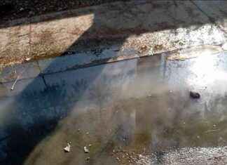 Contaminación por Aguas Negras en Brisas de Resolí, Azua contaminacin-por-aguas-negras-en-brisas-de-resol-azua