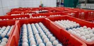 Exportaciones de RD: 16.5 millones de huevos mensuales a Cuba; aumentos en Guyana y PR exportaciones-de-rd-165-millones-de-huevos-mensuales-a-cuba-aumentos-en-guyana-y-pr
