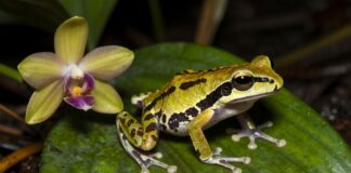 Descubren 15 nuevas especies en la Amazonía dominicana