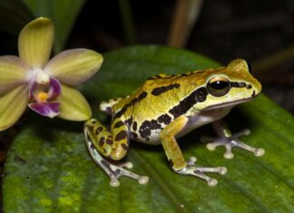 Descubren 15 nuevas especies en la Amazonía dominicana