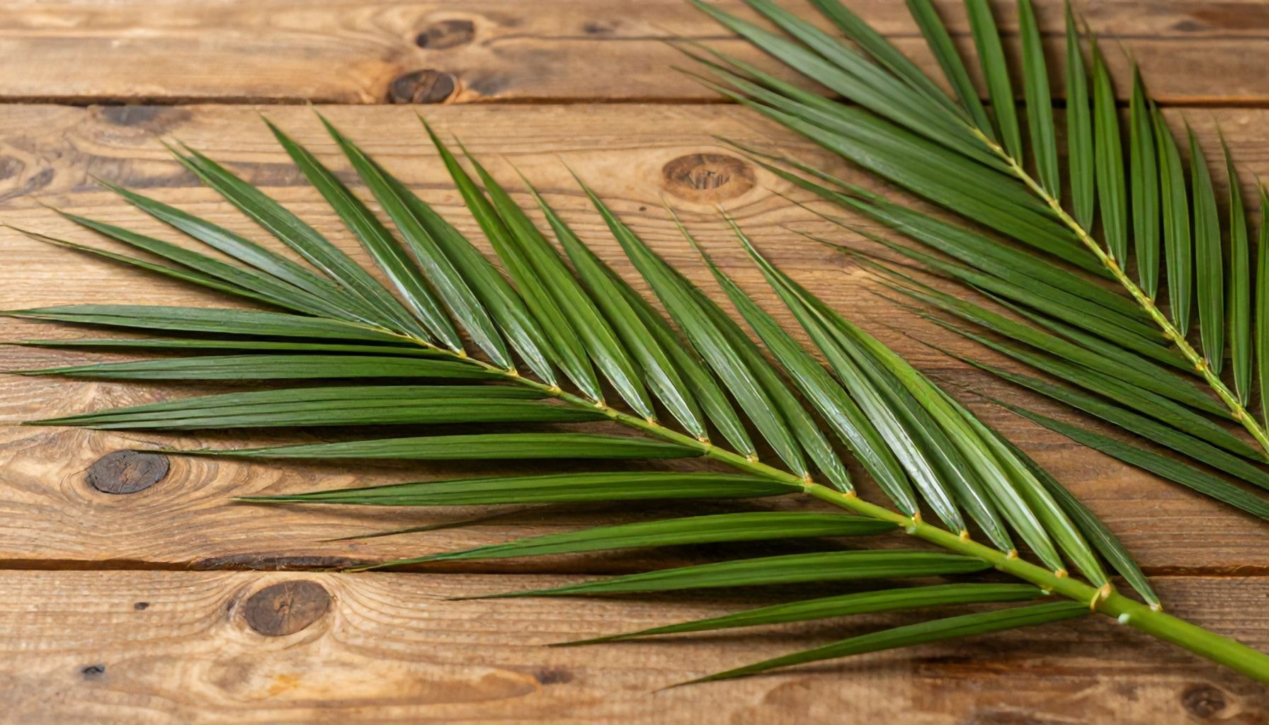 Preparativos y significado de las palmas benditas