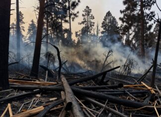 Incendio forestal en Santa Rosa deja 500 hectáreas destruidas